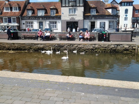 swans again